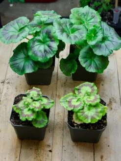 Organic Seed Starting Mix, 6 Quarts -Garden Serie Store 37808 002E tif