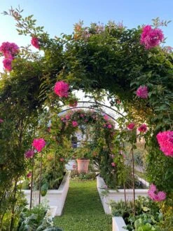 Jardin Rose Arch -Garden Serie Store 38 690 03IN tif