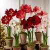 Premium Amaryllis Bulb -Garden Serie Store 39 733 2021 04 tif