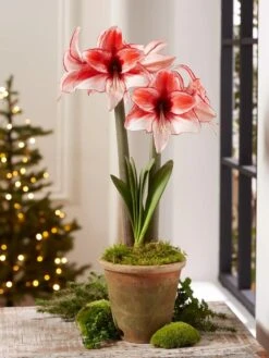 Premium Amaryllis Bulb -Garden Serie Store 39 733 Charisma 2021 08 tif