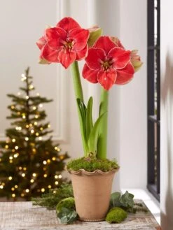 Premium Amaryllis Bulb -Garden Serie Store 39 733 MagicalTouch 2021 10 tif