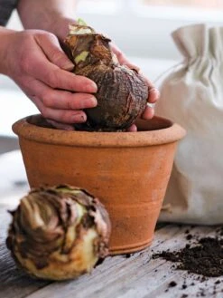 Amaryllis Planting Kit -Garden Serie Store 39 733 bagged 2020 05000