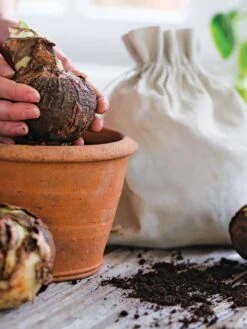 Premium Amaryllis Bulb -Garden Serie Store 39 733 bagged 2020 05000 tif