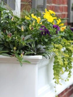 Fairfield Self-Watering Window Box, 4’ 14 Fairfield Self-Watering Window Box, 4’ -Garden Serie Store 39345 102V tif