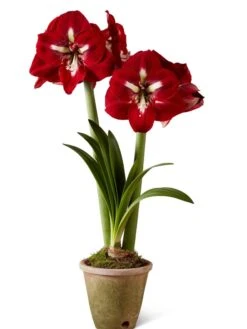 Premium Amaryllis Bulb -Garden Serie Store 39733 2020 2002 silo tif