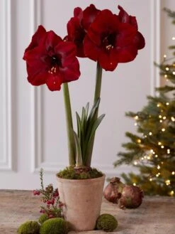 Premium Amaryllis Bulb -Garden Serie Store 39733 2020 2004 tif