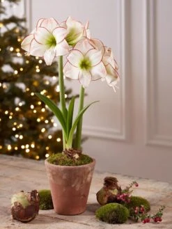 Premium Amaryllis Bulb -Garden Serie Store 39733 2020 2006 tif