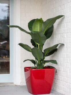 Viva Square Self-Watering Rolling Planter, 20" Diameter, Set Of 2 -Garden Serie Store 3 4 crop 8612930 0032 tif