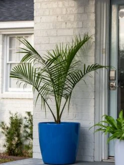 Viva Round Self-Watering Rolling Planter, 20" Diameter, Set Of 2 -Garden Serie Store 3 4 crop 8612933 0024 tif