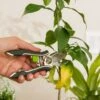 Houseplant Pruner 1 Houseplant Pruner -Garden Serie Store 3 4 crop 8612961 0040 houseplant pruner