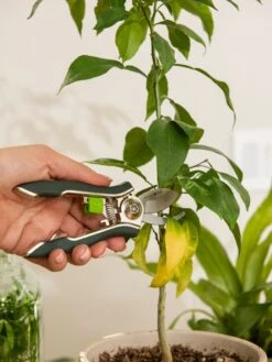 New Products 18 Houseplant Pruner