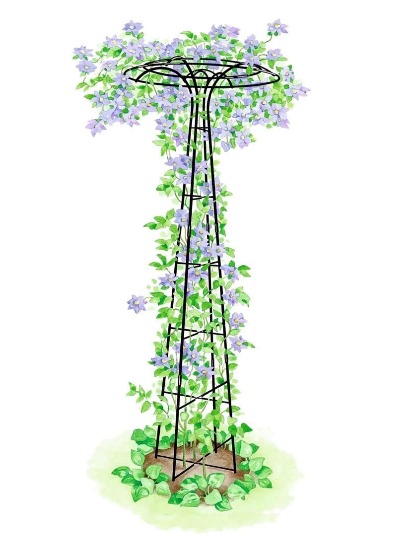 Essex Tuteur, 78" 3 Essex Tuteur, 78"