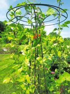 Essex Tuteur, 78" 12 Essex Tuteur, 78" -Garden Serie Store 8587861 100 tif