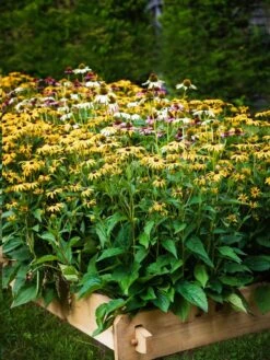 Farmstead Cedar Raised Garden Beds, 2' -Garden Serie Store 8588144 014V tif