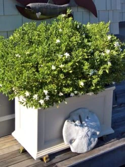 Fairfield Self-Watering Patio Planters, 20” X 36” -Garden Serie Store 8588417 208V tif