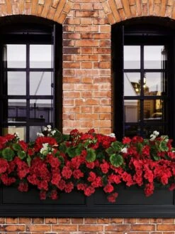 Fairfield Self-Watering Window Box, 5’ -Garden Serie Store 8588938 102V tif