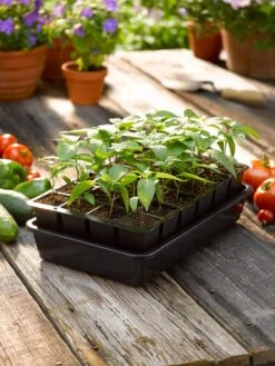 Growease Seed Starter Kit -Garden Serie Store 8589987 1148 tif