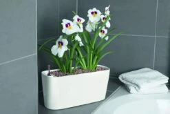 Lechuza® Delta Self-Watering Windowsill Planters -Garden Serie Store 8590298 01V tif