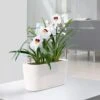 Lechuza® Delta Self-Watering Windowsill Planters 2 Lechuza® Delta Self-Watering Windowsill Planters -Garden Serie Store 8590298 03V tif