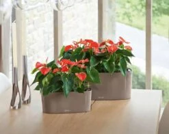 Lechuza® Delta Self-Watering Windowsill Planters -Garden Serie Store 8590298 04V tif