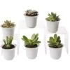 Succulent Terrarium Plant Collection, Set Of 6 -Garden Serie Store 8591769 3597 tif