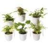 Fern Terrarium Plant Collection, Set Of 6 -Garden Serie Store 8591771 3591 tif