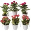 Flowering Terrarium Plant Collection, Set Of 6 -Garden Serie Store 8591772 3594 tif