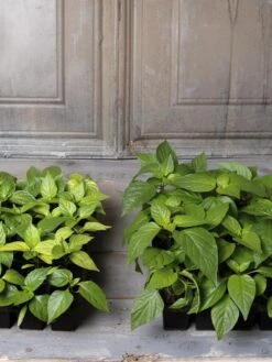 Organic Seed Starting Mix, 6 Quarts -Garden Serie Store 8592212 002E tif