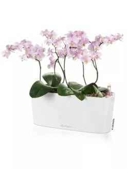 Lechuza® Delta Self-Watering Windowsill Planters -Garden Serie Store 8592361 02V tif