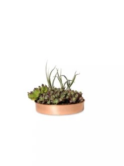 Extra Small Round Copper Plant Tray, 8" -Garden Serie Store 8593528 2909 tif