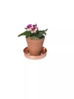 Extra Small Round Copper Plant Tray, 8" -Garden Serie Store 8593528 2922 tif