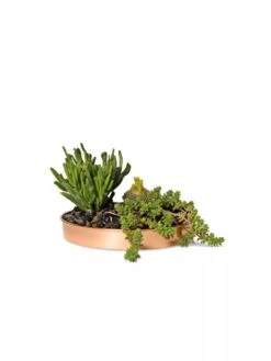 Small Round Copper Plant Tray, 10" 7 Small Round Copper Plant Tray, 10" -Garden Serie Store 8593529 2908 tif