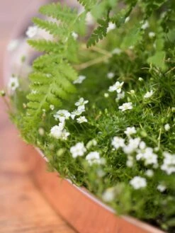 Large Round Copper Plant Tray, 14" 10 Large Round Copper Plant Tray, 14" -Garden Serie Store 8593531 4553 tif