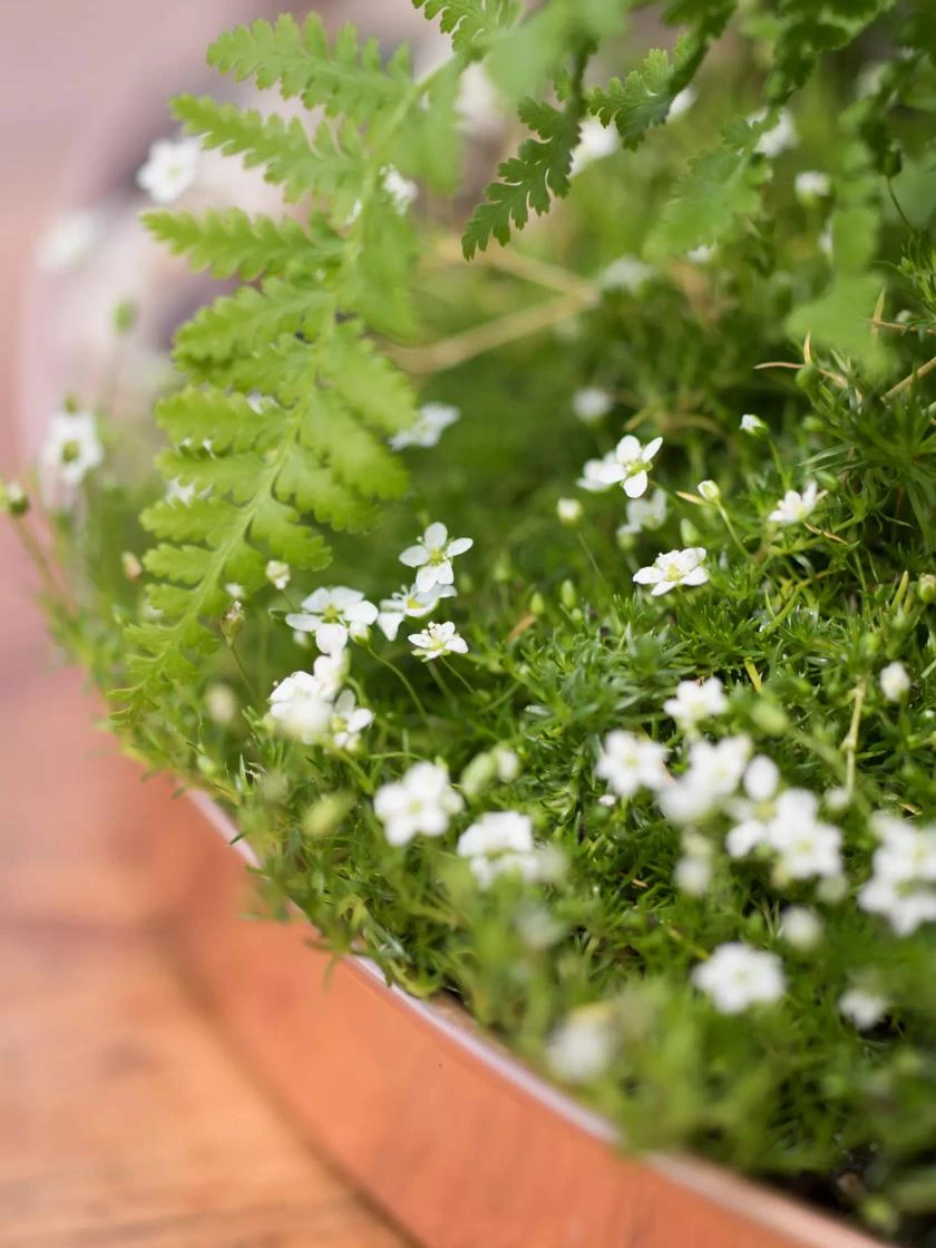 Large Round Copper Plant Tray, 14" 4 Large Round Copper Plant Tray, 14" - Image 2