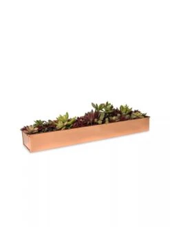 Rectangular Copper Plant Tray, 18"x4" 8 Rectangular Copper Plant Tray, 18"x4" -Garden Serie Store 8593532 2892 tif