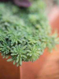 Tall Rectangular Copper Plant Tray, 18" X 5" X 4" 9 Tall Rectangular Copper Plant Tray, 18" X 5" X 4" -Garden Serie Store 8593534 4601 tif