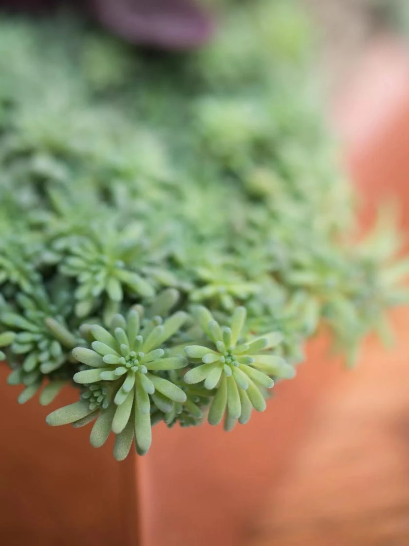 Tall Rectangular Copper Plant Tray, 18" X 5" X 4" 5 Tall Rectangular Copper Plant Tray, 18" X 5" X 4" - Image 3