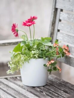 Viva Round Self-Watering Planter, 7" Diameter -Garden Serie Store 8595222 1139 tif