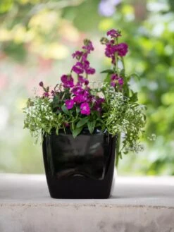 Viva Square Self-Watering Planter, 7" Diameter 13 Viva Square Self-Watering Planter, 7" Diameter -Garden Serie Store 8595223 1107 tif