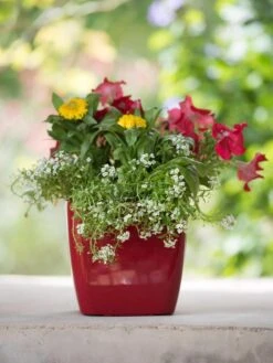 Viva Square Self-Watering Planter, 7" Diameter 12 Viva Square Self-Watering Planter, 7" Diameter -Garden Serie Store 8595223 1111 tif