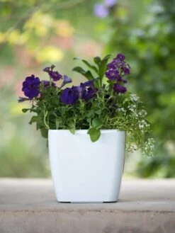 Viva Square Self-Watering Planter, 7" Diameter 11 Viva Square Self-Watering Planter, 7" Diameter -Garden Serie Store 8595223 1118 tif