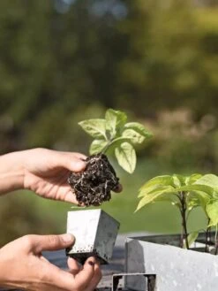 Galvanized Seed Starting Tray -Garden Serie Store 8595893 4378 tif