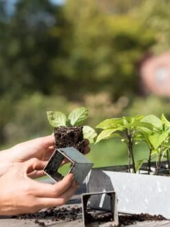 Galvanized Seed Starting Tray -Garden Serie Store 8595893 4382 tif