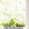 Galvanized Herb Planters With Rectangular Tray -Garden Serie Store 8595903 5946 tif