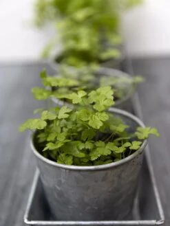 Galvanized Herb Planters With Rectangular Tray -Garden Serie Store 8595903 advice 1777 tif