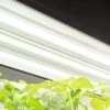 LED SunLite® High Intensity Fixture -Garden Serie Store 8596021 3125 tif