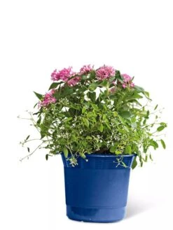 Eezy Gro Self-Watering Planters -Garden Serie Store 8596425 103 tif