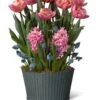 Mother's Day Bloom Bulb Garden -Garden Serie Store 8597243 MothersDay 2023