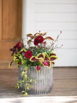 Galvanized Ribbed Planters 8 Galvanized Ribbed Planters -Garden Serie Store 8597435 1693 tif