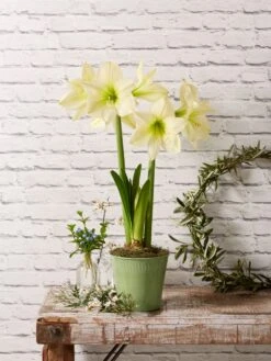 Star Potted Amaryllis 11 Star Potted Amaryllis -Garden Serie Store 8597478 2022 lemonstar lemon star potted amaryllis